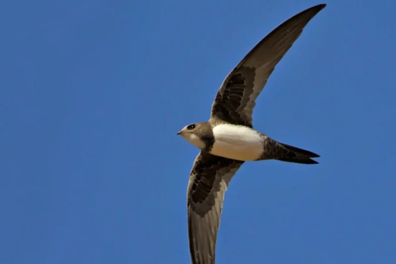 Belgrade’s Albania Palace Becomes Stage for Fierce Environmental Battle as Political Billboard Threatens Protected Swift Colony