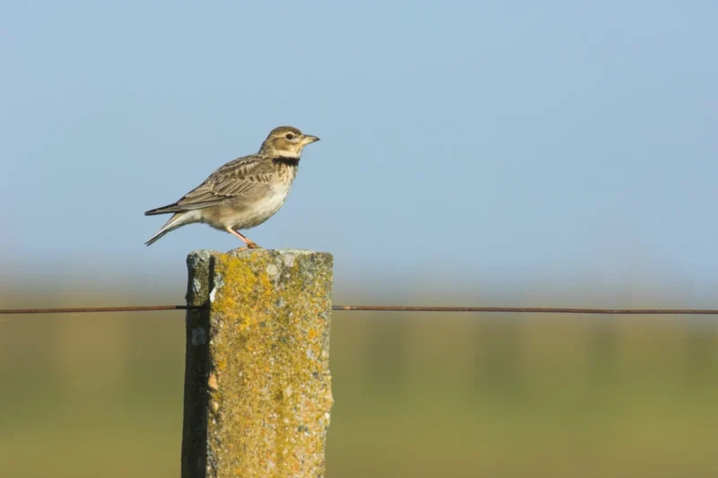 BirdLife Partners Triumph at LIFE Awards Amidst Programme Uncertainty