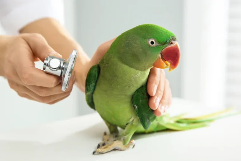 Call for Nominations for the 2026 T.J. Lafeber Avian Practitioner of the Year Award