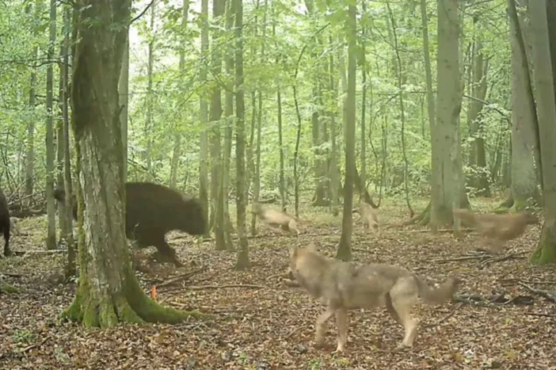 Camera Traps Capture First Recorded Footage of Wolves Hunting European Bison in Poland’s Ancient Białowieża Forest