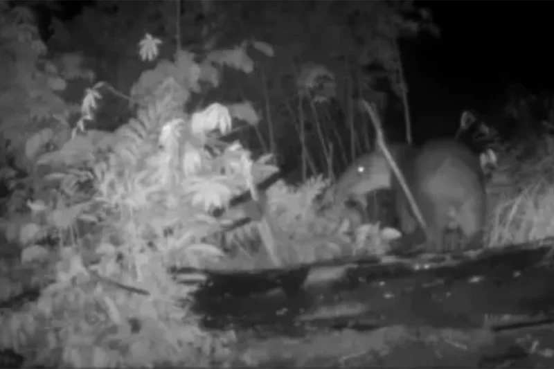 Camera Traps Exonerate Endangered Tapirs as Primary Culprits of Crop Damage in Honduran Indigenous Lands