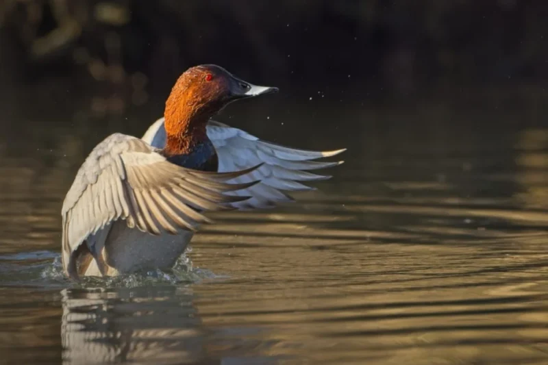 Coordinated Flyway Management: A Crucial Pathway to Migratory Bird Recovery