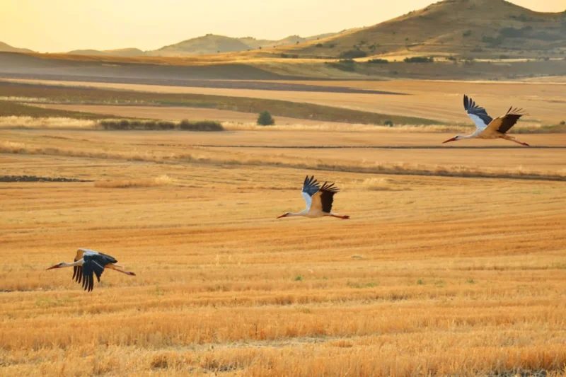 Ecological Restoration Fund Commits £7.5 Million to Safeguard Critical African-Eurasian Flyway Conservation Efforts