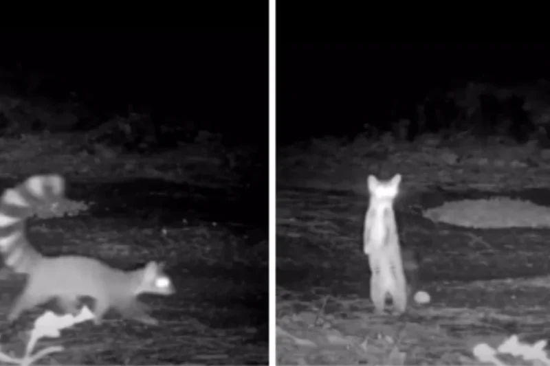 Elusive Ringtail Captured on Trail Camera in Oregon’s Siskiyou Mountains Highlights Success of Private Forest Conservation Efforts