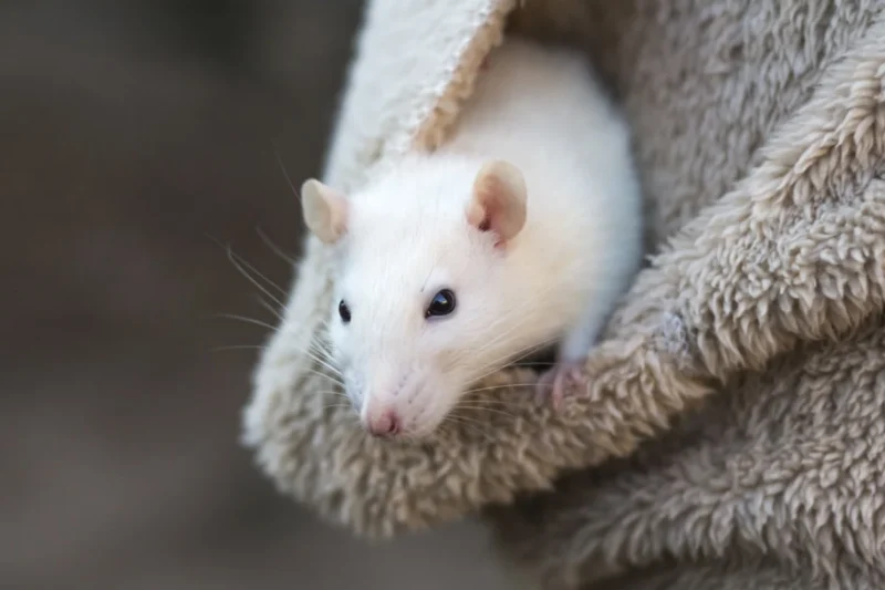 European Commission Unveils Strategic Roadmap to Phase Out Animal Testing for Chemical Safety Assessments