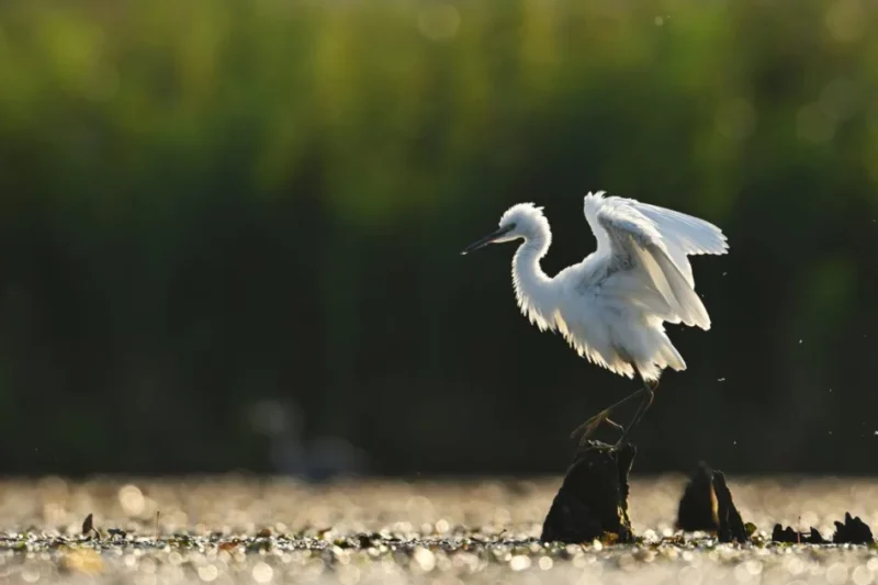 European Parliament Draft Report on National and Regional Partnership Plans Fails to Prioritize Nature Amidst Crucial Budgetary Decisions