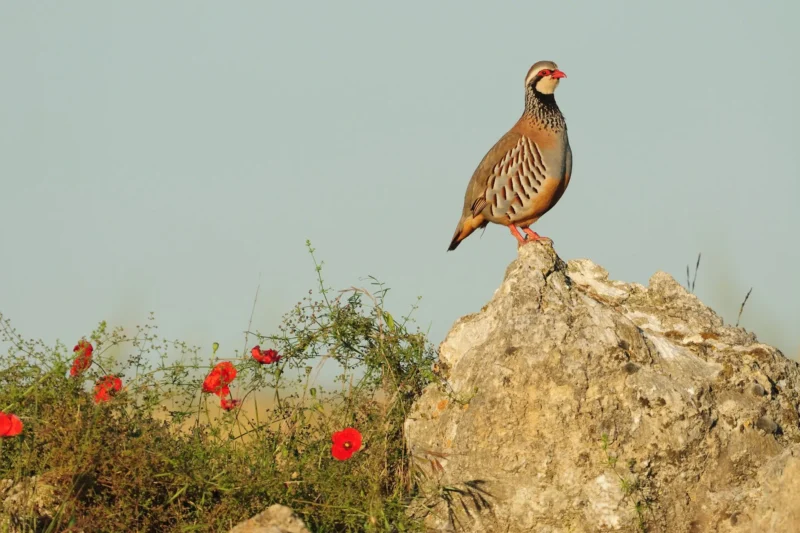 Europe’s Next Financial Framework Faces Scrutiny Over Nature Funding Deficit