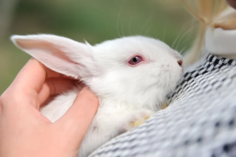 FDA Approves First New Sunscreen Ingredient in Decades Amid Criticism Over Extensive Animal Testing Requirements