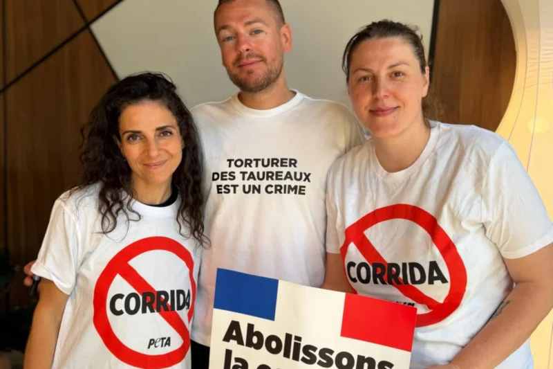 French Court Acquits Jeremstar and PETA Activists as Judge Rules Bullfighting Does Not Qualify as a Sport