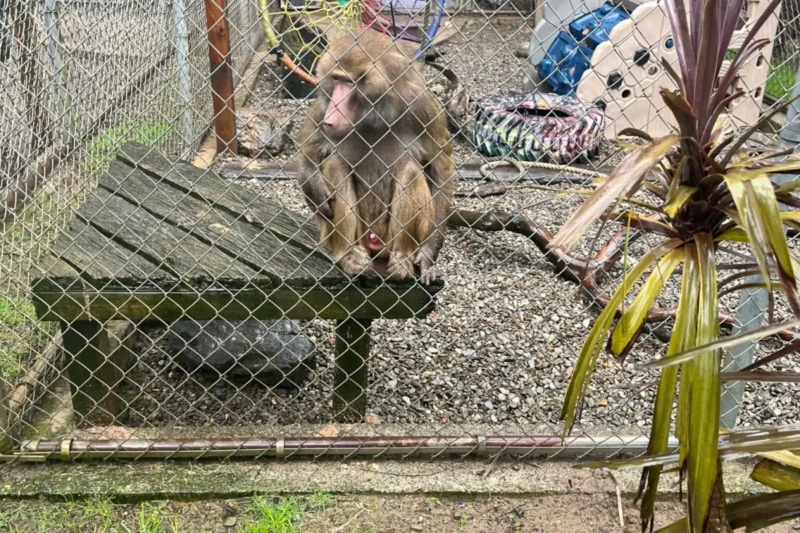 From Cages to Conservation The Successful Rescue and Rehabilitation of Five Primates from West Coast Game Park Safari