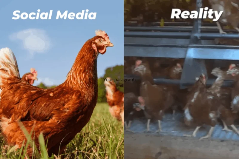Investigation Into Kansas Supplier Shed Collapse Raises Questions Over Vital Farms’ Humane Branding and Animal Welfare Standards