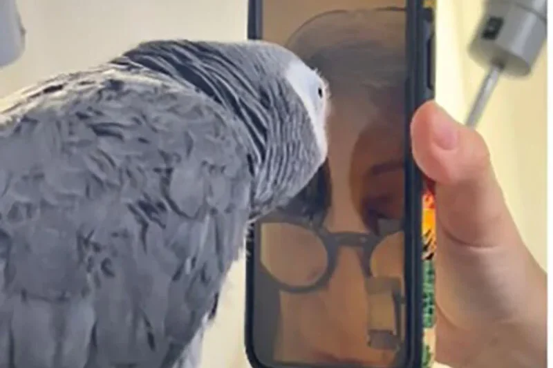 Maintaining Interspecies Bonds: Dr. Irene Pepperberg Leverages Video Calls to Connect with African Grey Parrot, Griffin