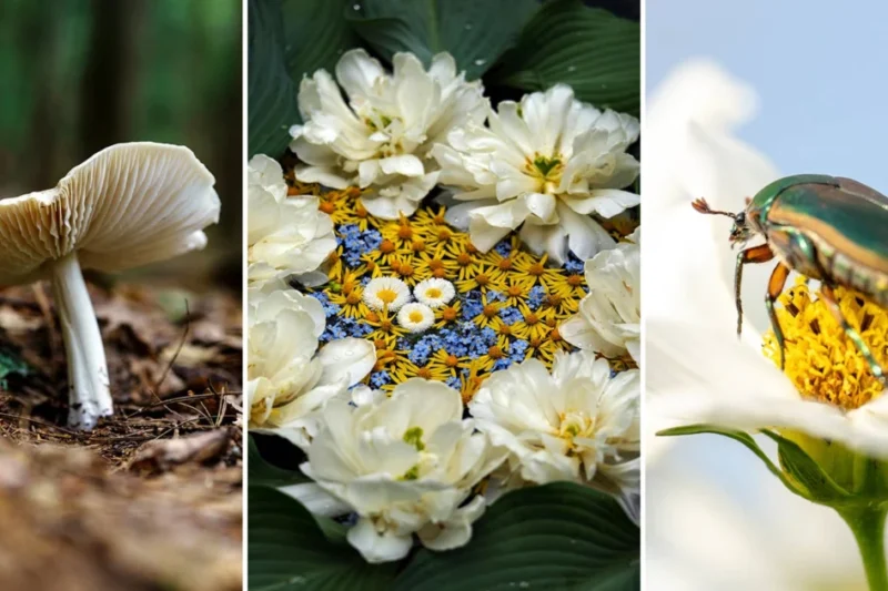 Mastering the Microcosm: A Comprehensive Guide to Professional Macro Photography Techniques and Equipment