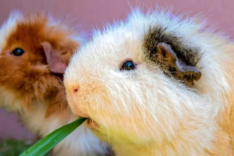 National Institutes of Health Establishes New Office to Advance Non-Animal Research and Regulatory Science
