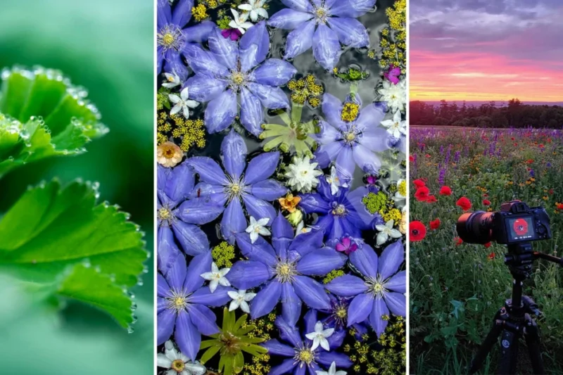 Nature in Miniature: Mastering Advanced Macro Photography Techniques for Fine Art and Documentation