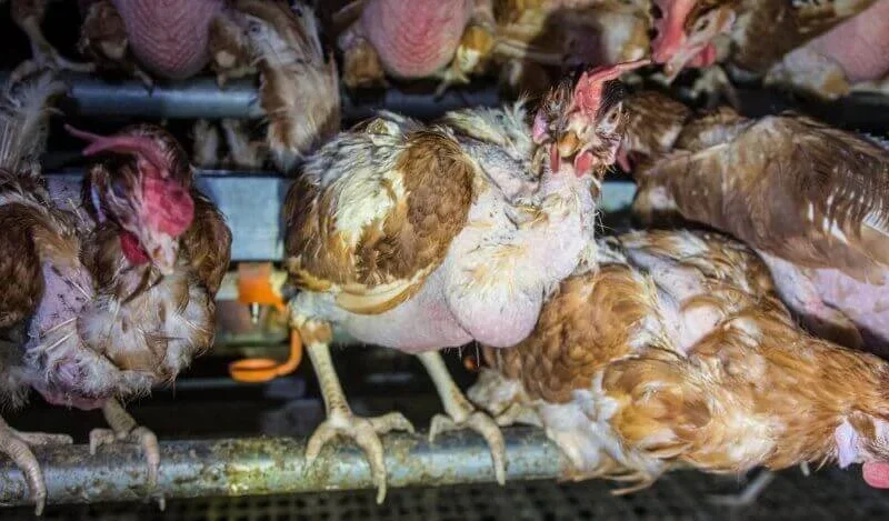 PETA Challenges Vital Farms Over Humane Marketing Claims Amid Shareholder Meeting Disruptions