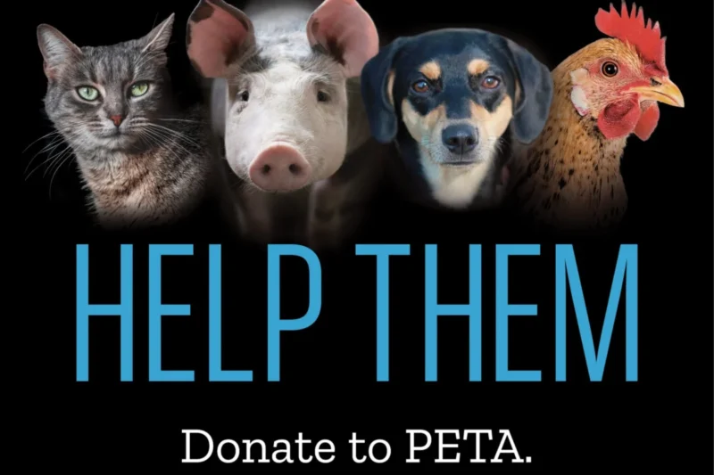 PETA Files Federal Lawsuit Against WMATA Over Alleged First Amendment Violations and Viewpoint Discrimination in Rejected Advertisements