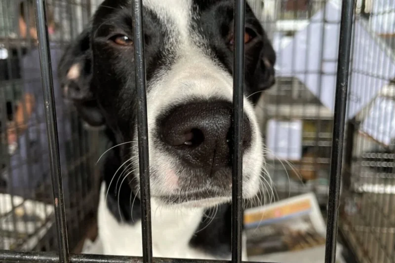 PETA Latino and Humane Society of Puerto Rico Conduct High-Volume Spay and Neuter Clinic to Combat Animal Overpopulation Crisis