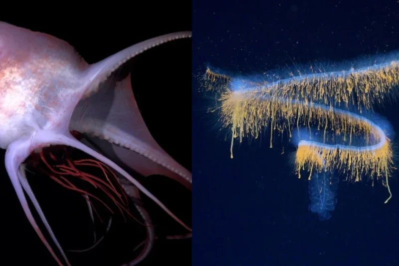 Schmidt Ocean Institute Expedition Unveils 31 New Deep-Sea Species Using Advanced Laser Imaging Technology