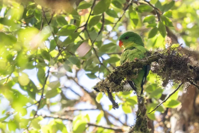 The Blue-fronted Lorikeet’s Astonishing Reappearance in Buru’s Untamed Highlands Offers a Beacon of Hope for Lost Species