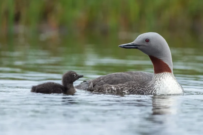 The Coastal Stretch Between Hoek van Holland and Bergen aan Zee Designated as a Crucial Marine Special Protected Area