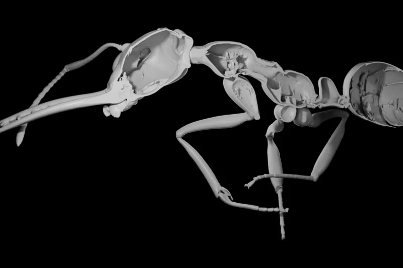 The Evolution of Cheaper Workers Facilitated Larger Societies and Accelerated Diversification in Ants