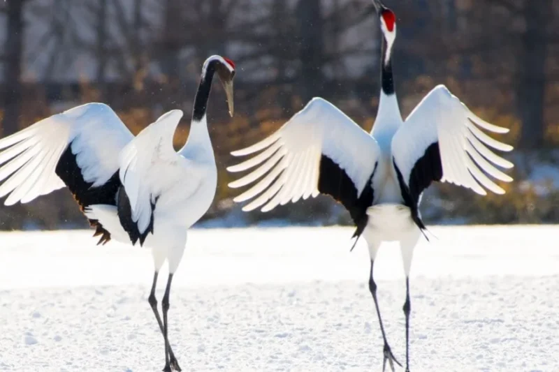 ‘The Hidden Nations of Animals:’ A New Way to See the World We Share