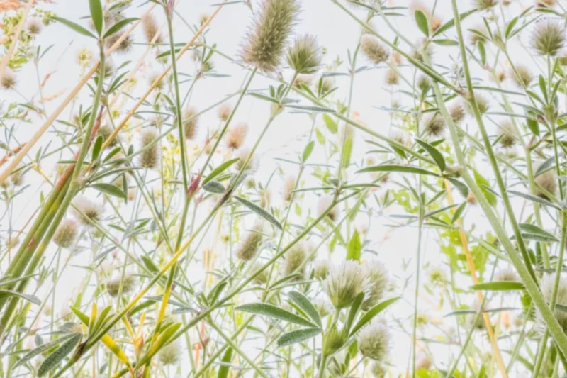The Miniature Wilderness: Theo Bosboom’s Pursuit of the Insect Perspective in Contemporary Macro Photography