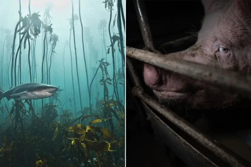 The Third Annual Nature and Humans Photo Competition Winners Highlight the Duality of Wildlife Conservation and Human Impact