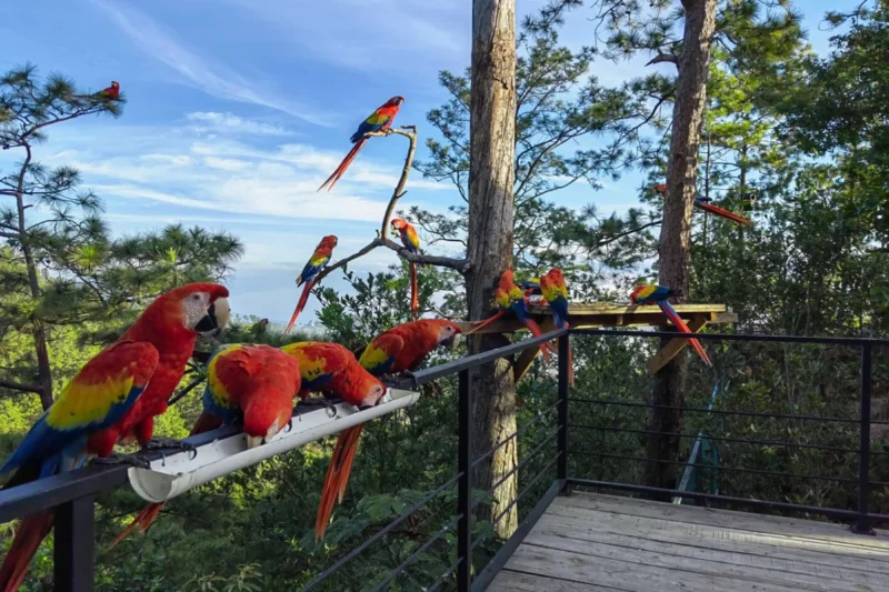 Transboundary Conservation Efforts Seek to Create Safe Havens for Scarlet Macaws in Guatemala.