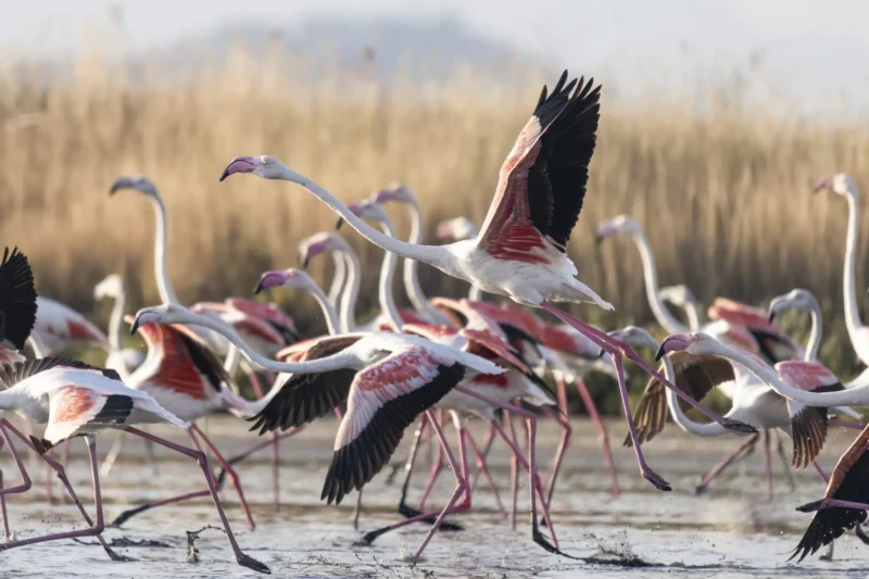 Vjosa-Narta Delta: A Biodiversity Hotspot Under Threat from Luxury Development