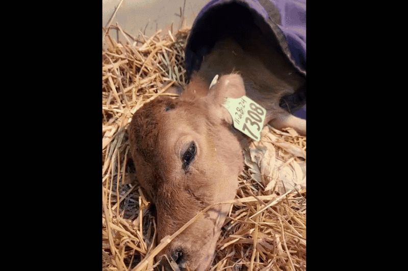 Whistleblower Documentation Reveals Allegations of Severe Animal Neglect and Poor Living Conditions at B&D Dairy in Holstein Iowa