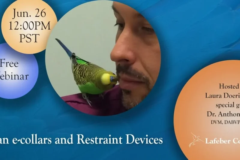 Avian e-Collars & Restraint Devices Webinar with Dr. Anthony Pilny Set for June 26, 2026