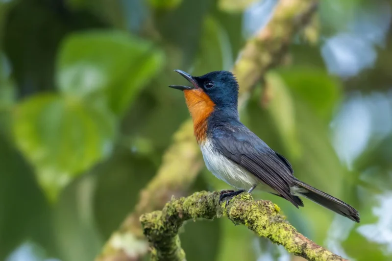 BirdLife International Welcomes Samoa Conservation Society as Newest Global Partner to Bolster Pacific Biodiversity Efforts