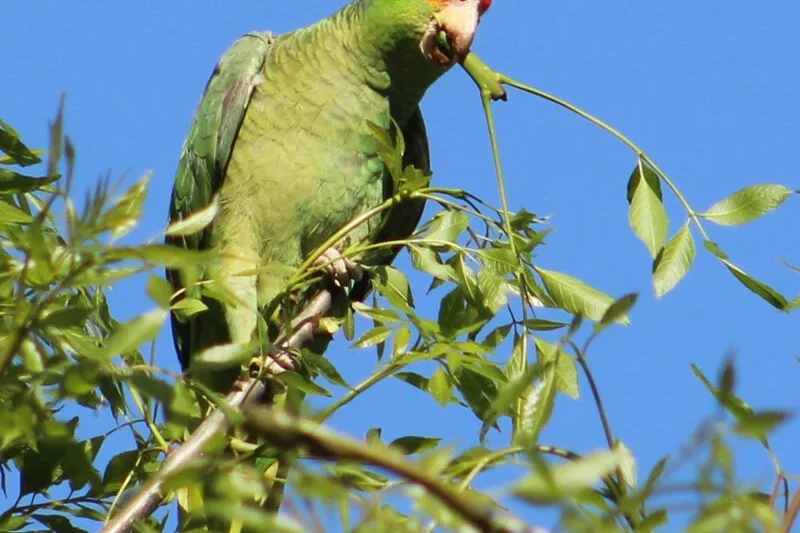 FIFA World Cup Soccer Countries That Are Home to Parrots!