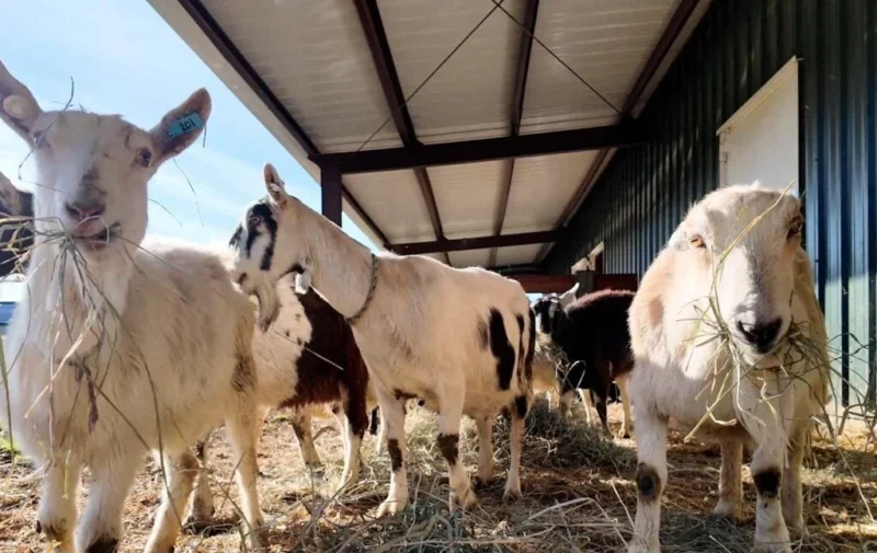 Final Group of Survivors From Grand Barr Dairy Goat Farm Reach Permanent Sanctuary After Landmark Animal Neglect Case