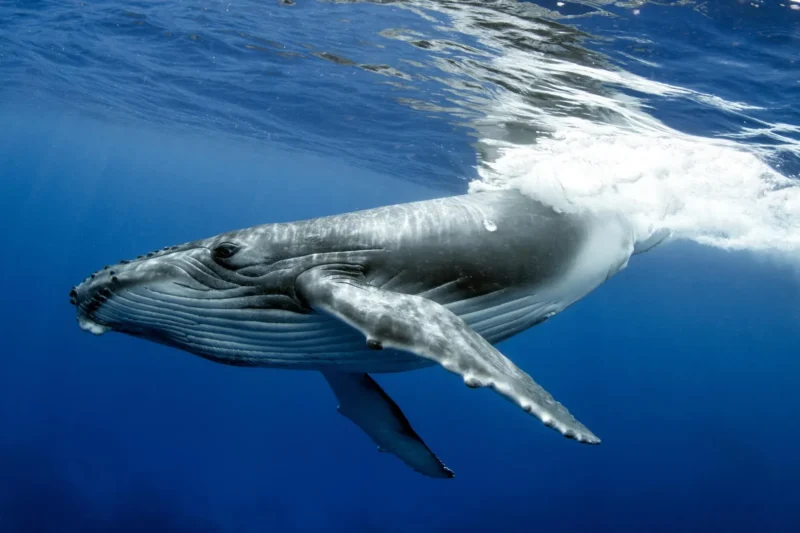 First Evidence of Bidirectional Exchange Between Distant Humpback Whale Breeding Populations in Eastern Australia and Brazil
