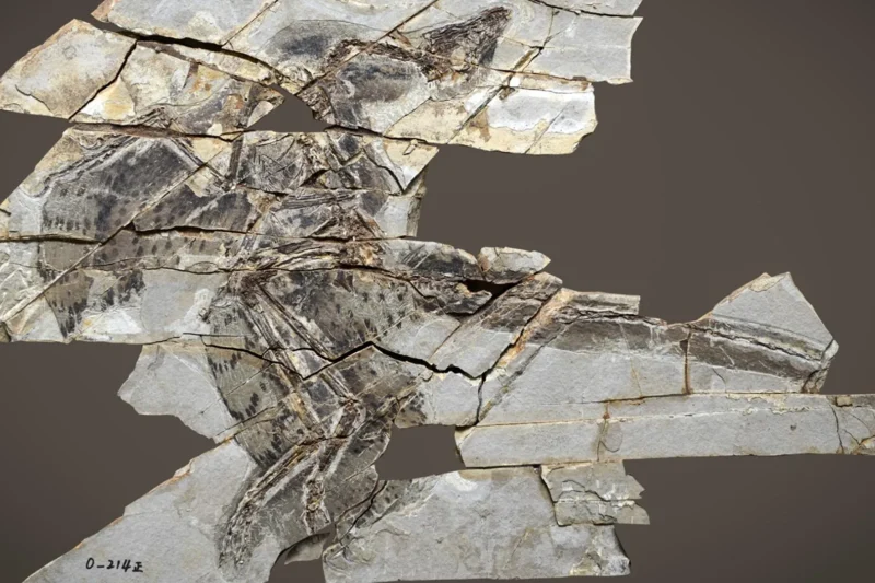 Fossilized Feathers Reveal Dinosaurs May Have Lost the Ability to Fly