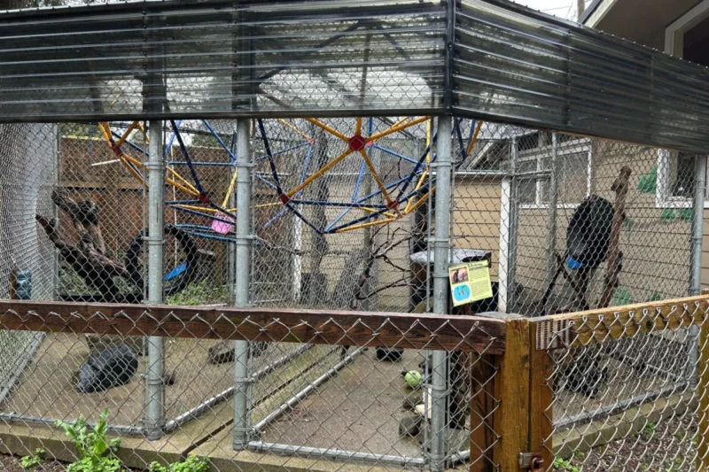 From Concrete Cages to Texas Sun: The Rescue and Recovery of the West Coast Game Park Safari Primates.