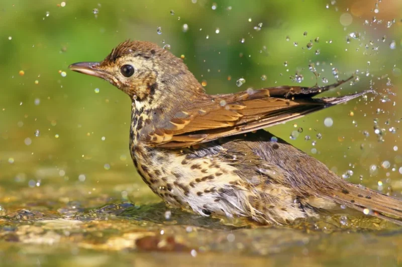 Heatwaves and Wetlands: Europe’s Extreme Weather Exposes a Crisis of Governance