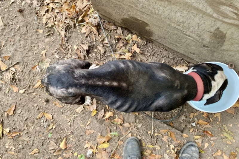 Legislative Push for Animal Welfare Intensifies as North Carolina Lawmakers Consider Restrictions on Perpetual Tethering Following Case of Starved Dog