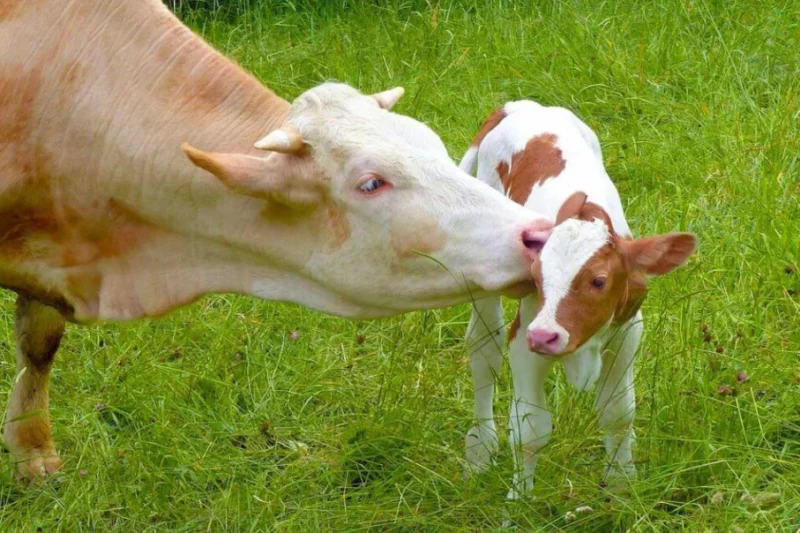 Liberty and Justice for All Animals: Reflecting on the Evolution of American Compassion as the Nation Marks Its 250th Anniversary
