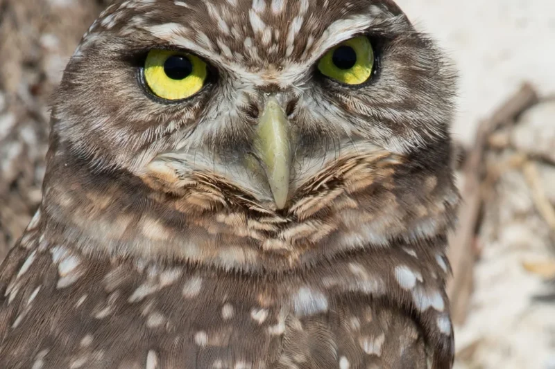 Louisiana’s Nocturnal Hunters: A Comprehensive Guide to the State’s Fascinating Owl Species