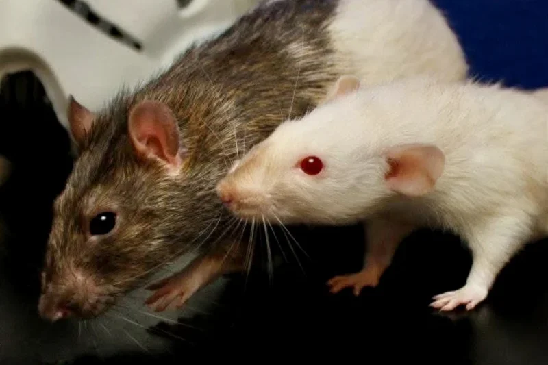 Male Versus Female Rats: A Comprehensive Guide to Understanding Your Pet’s Sex and Temperament