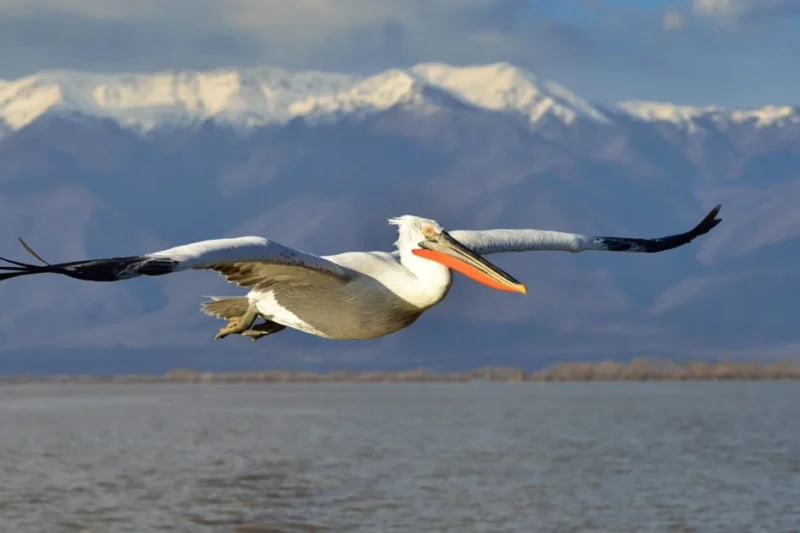 Montenegro Embraces Natura 2000: A Giant Leap for Nature Protection and EU Accession