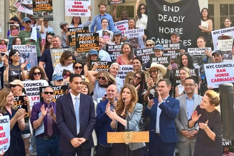New York City Council Moves Toward Historic Ban on Horse-Drawn Carriages Following Tragic Fatalities and Growing Public Advocacy for Romanch’s Law