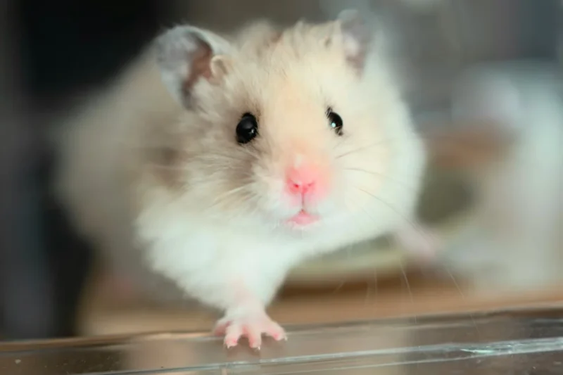 PETA Investigation Alleges Cruelty and Regulatory Violations in Parasite Research at UMass Chan Medical School