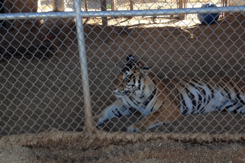 Rescued Tigers from Infamous California Roadside Zoo Begin New Lives in Accredited Sanctuaries Following Multi-Year Legal Battle