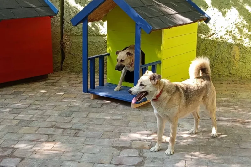 Rescuing the Vulnerable Amid Conflict Animal Rescue Kharkiv and PETA Expand Life-Saving Operations in War-Torn Ukraine