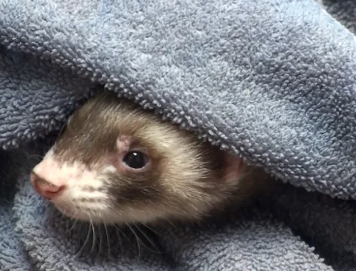 The Collapsing Ferret: More Than Insulinoma